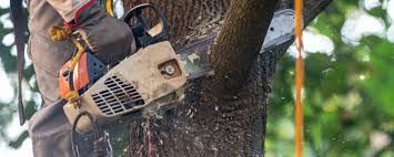 Best Tree Removal  in Algoma, WI