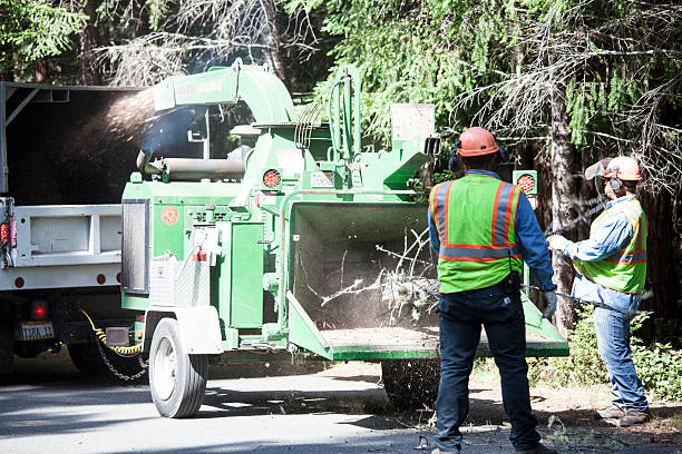 Best Tree Maintenance Programs  in Algoma, WI