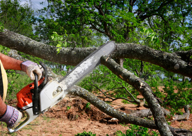 Professional Tree Care in Algoma, WI